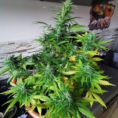 Zosks growlog timeline photo
