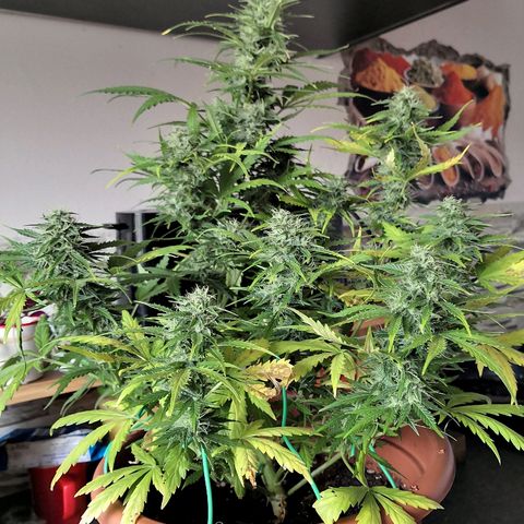 Zosks growlog timeline photo