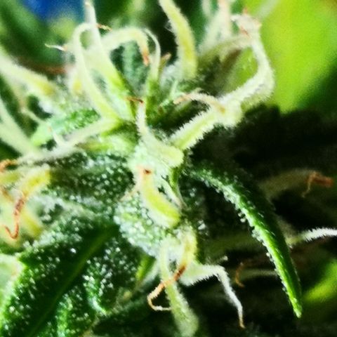 Zosks growlog timeline photo
