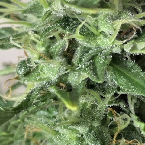 Zosks growlog timeline photo