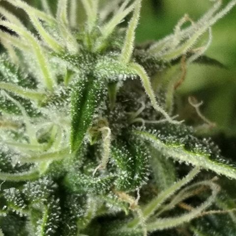 Zosks growlog timeline photo