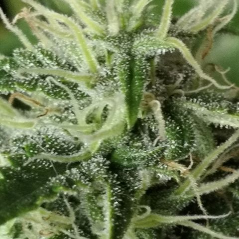 Zosks growlog timeline photo