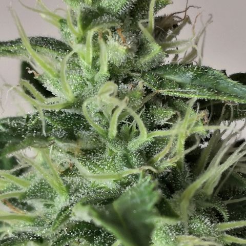 Zosks growlog timeline photo