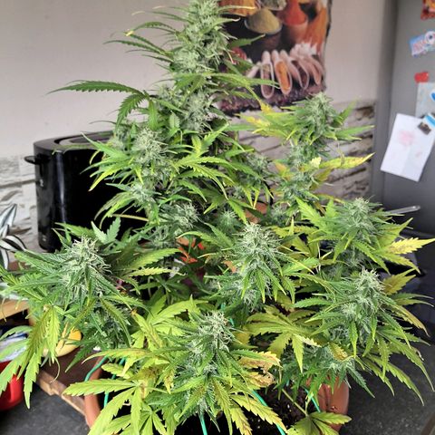 Zosks growlog timeline photo