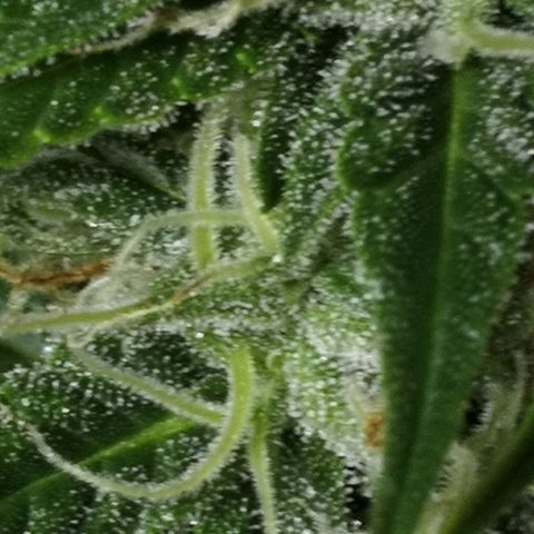 Zosks growlog timeline photo