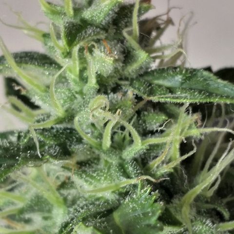 Zosks growlog timeline photo