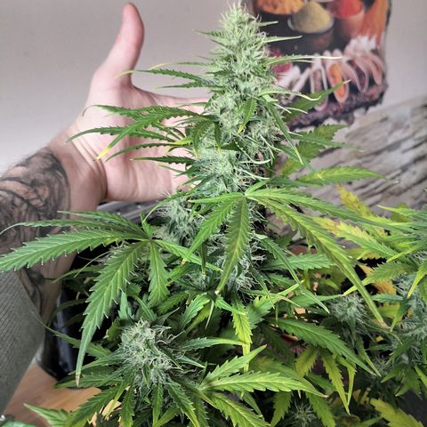 Zosks growlog timeline photo