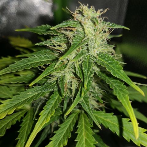 Zosks growlog timeline photo