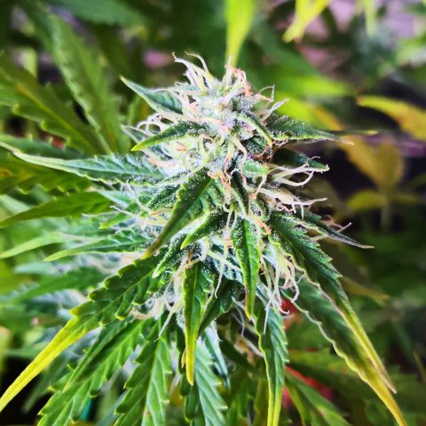 Zosks growlog timeline photo