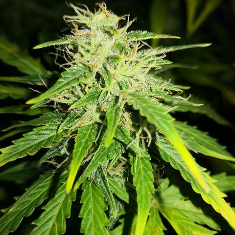 Zosks growlog timeline photo