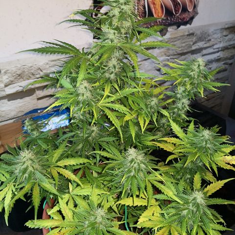 Zosks growlog timeline photo