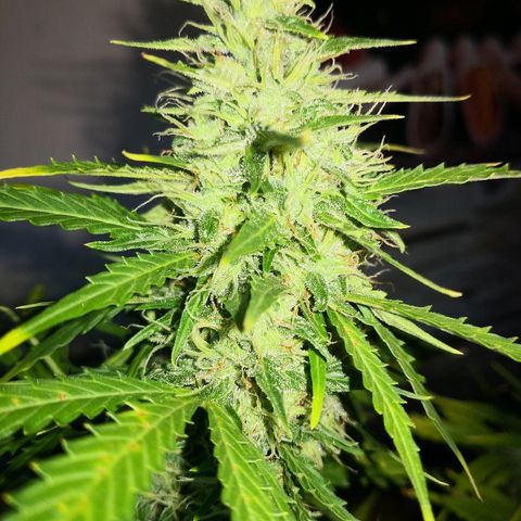 Zosks growlog timeline photo