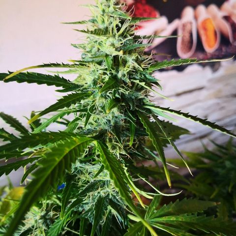 Zosks growlog timeline photo
