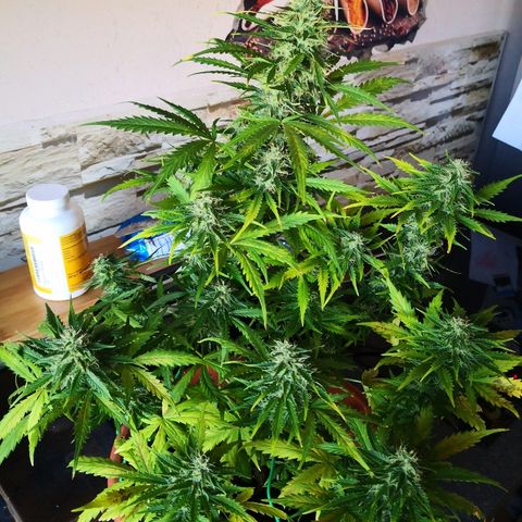 Zosks growlog timeline photo