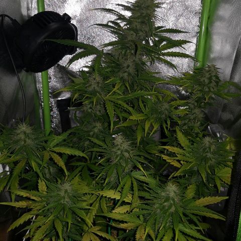 Zosks growlog timeline photo