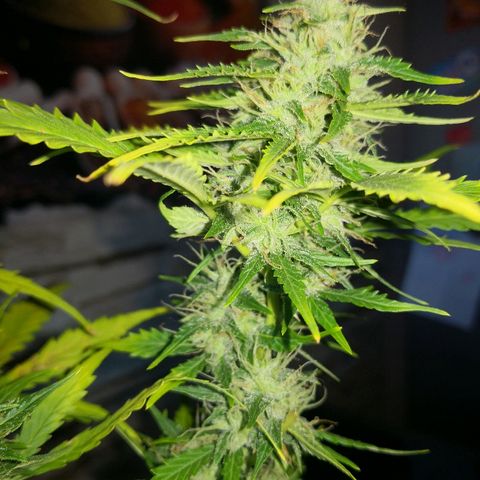 Zosks growlog timeline photo
