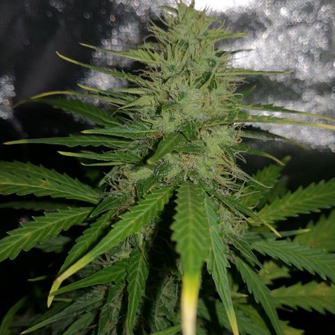 Zosks growlog timeline photo