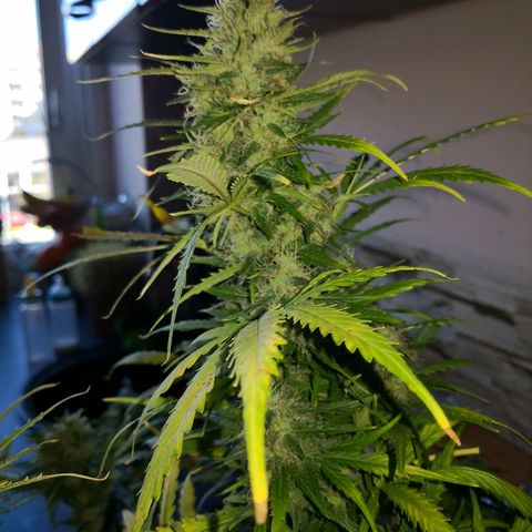 Zosks growlog timeline photo