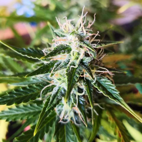 Zosks growlog timeline photo