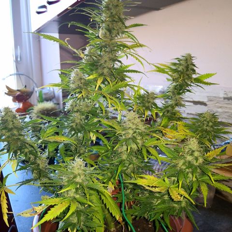 Zosks growlog timeline photo