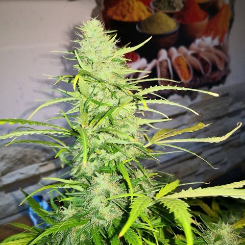 Zosks growlog timeline photo