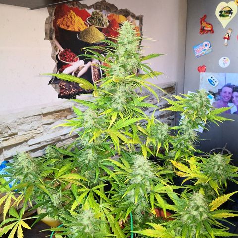 Zosks growlog timeline photo