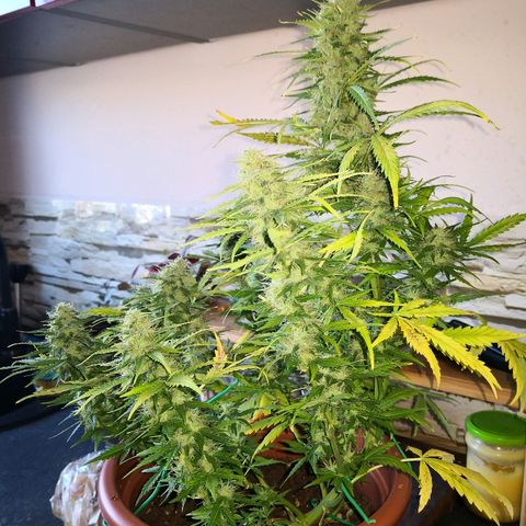 Zosks growlog timeline photo