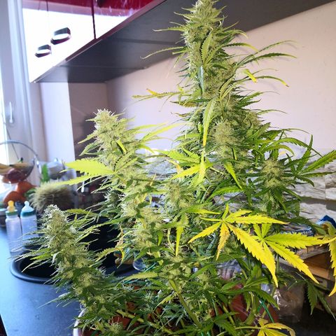 Zosks growlog timeline photo