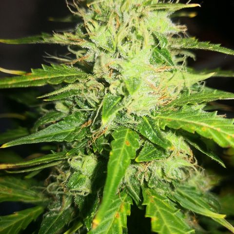 Zosks growlog timeline photo