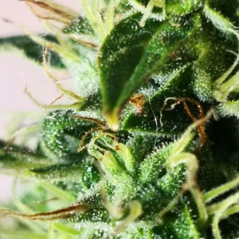 Zosks growlog timeline photo
