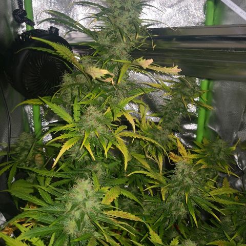 Zosks growlog timeline photo