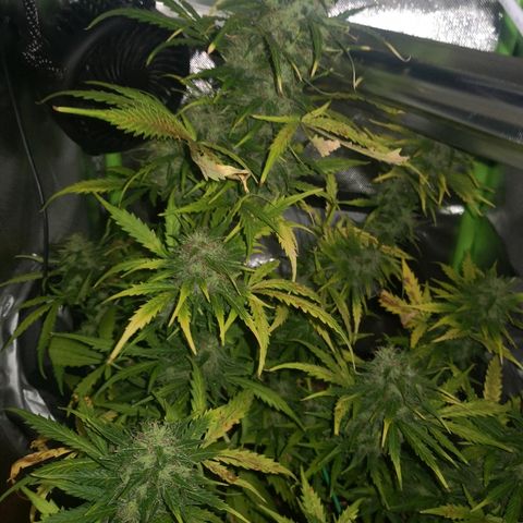 Zosks growlog timeline photo