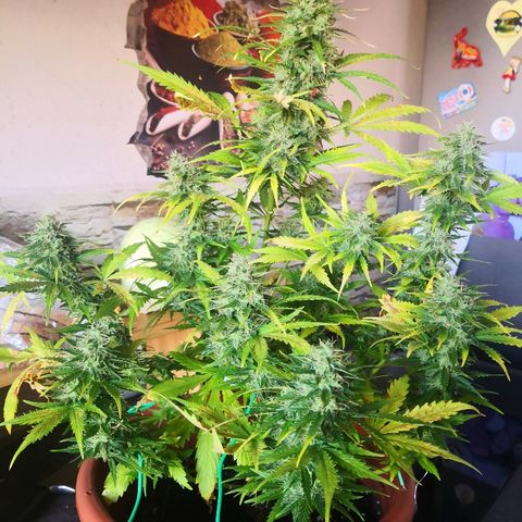 Zosks growlog timeline photo