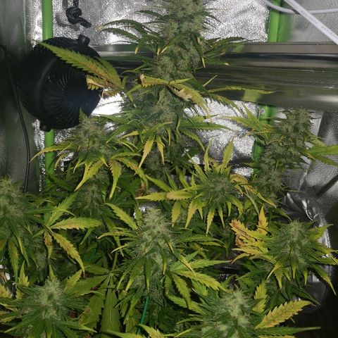 Zosks growlog timeline photo