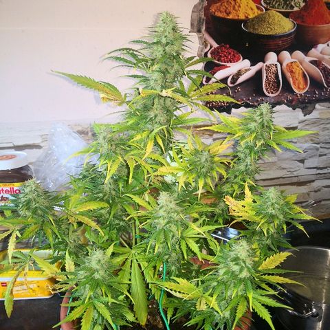 Zosks growlog timeline photo