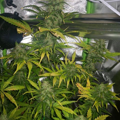 Zosks growlog timeline photo