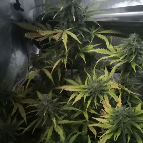 Zosks growlog timeline photo
