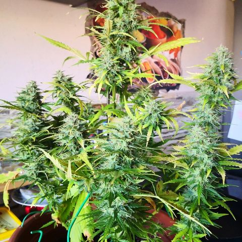 Zosks growlog timeline photo