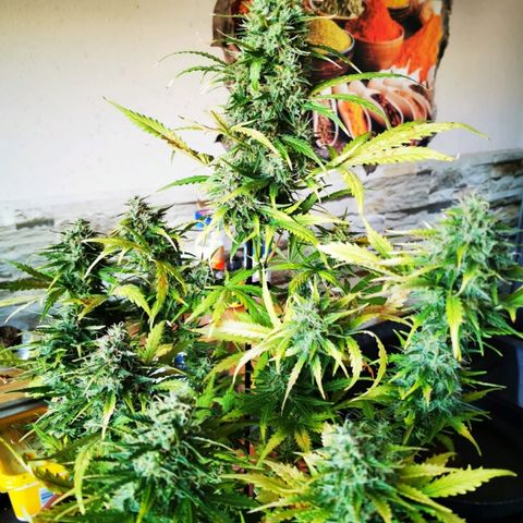 Zosks growlog timeline photo