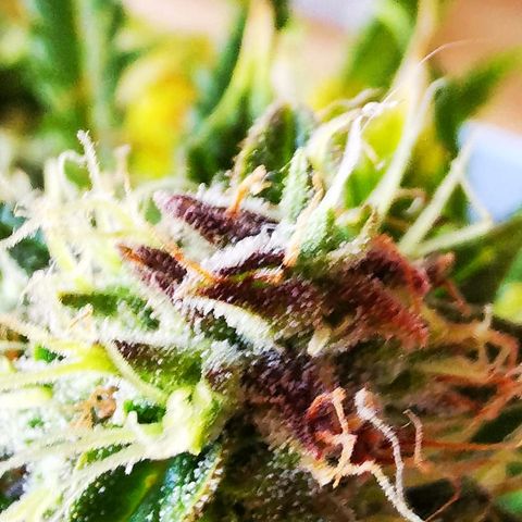 Zosks growlog timeline photo