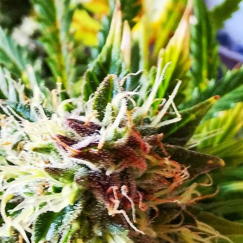 Zosks growlog timeline photo