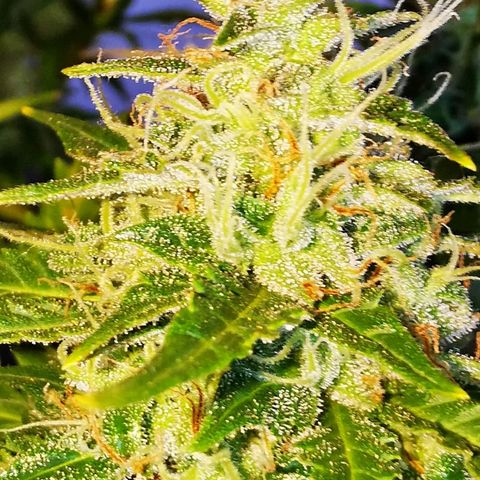 Zosks growlog timeline photo