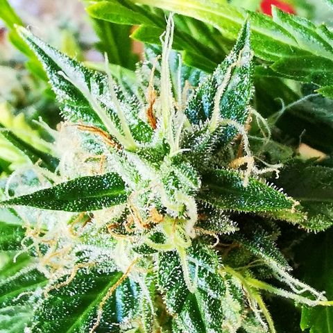 Zosks growlog timeline photo