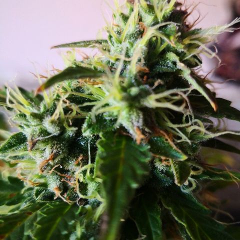 Zosks growlog timeline photo