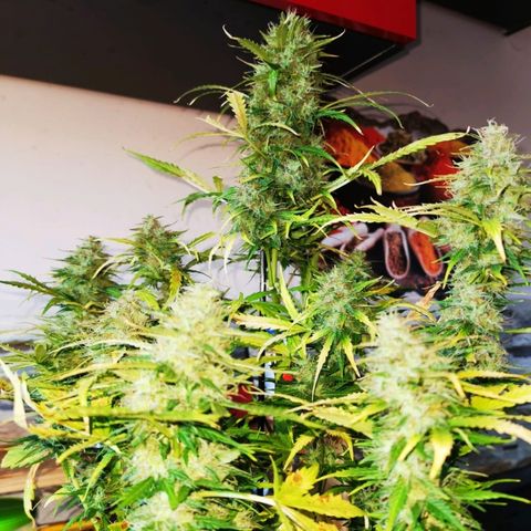 Zosks growlog timeline photo