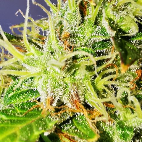 Zosks growlog timeline photo