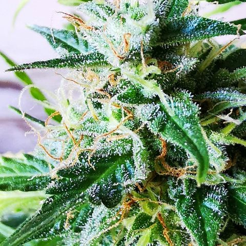 Zosks growlog timeline photo