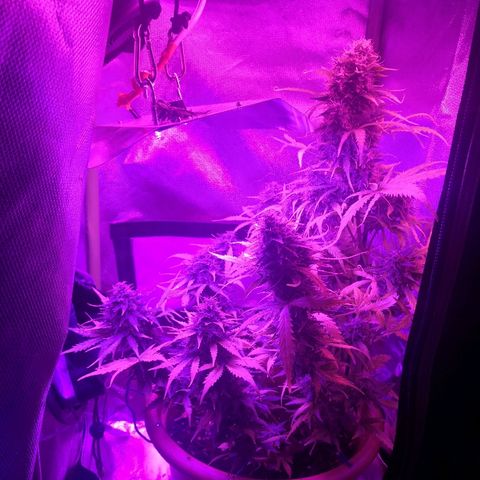 Zosks growlog timeline photo
