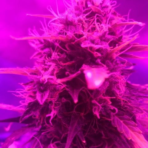 Zosks growlog timeline photo