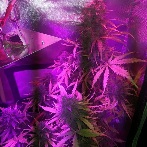Zosks growlog timeline photo